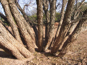 Black Willow, Salix nigra (8)