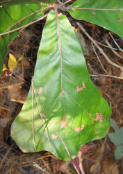 Blackjack Oak, Quercus marilandica, VZ