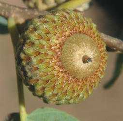 Bluejack Oak, Quercus incana, A (5)