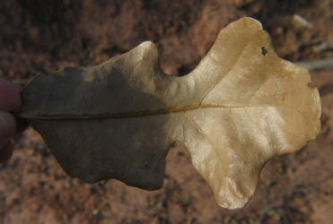 Burr Oak X, Quercus macrocarpa X, A (2)