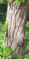 Burr Oak, Quercus macrocarpa - B, Ann