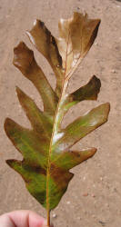 Burr Oak, Quercus macrocarpa - C, Bobbie (1)