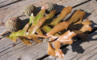 Burr Oak, Quercus macrocarpa - C, Bobbie (3)