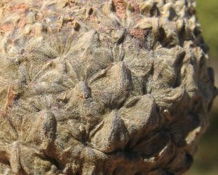 Burr Oak, Quercus macrocarpa - C, Bobbie (4)