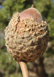 Burr Oak, Quercus macrocarpa - C, Bobbie (5)