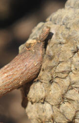 Burr Oak, Quercus macrocarpa - C, Bobbie (6)