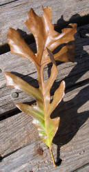 Burr Oak, Quercus macrocarpa - C, Bobbie