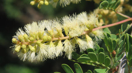 Catclaw Acacia, Acacia greggii, A (1)