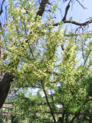 Catclaw Acacia, Acacia greggiii, A (2)
