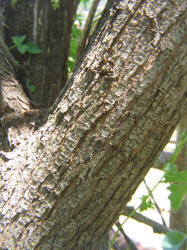 Catclaw Acacia, Acacia greggiii, A (3)