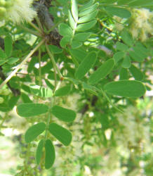 Catclaw Acacia, Acacia greggiii, A (5)