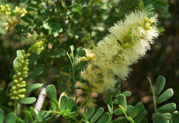 Catclaw Acacia, Acacia greggiii, B (1)