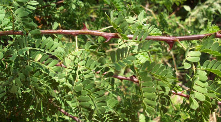 Catclaw Acacia, Acacia greggiii, B (2)