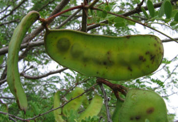 Catclaw Acacia, Acacia greggiii, B (4)