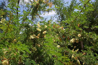 Catclaw Acacia, Acacia greggiii, B