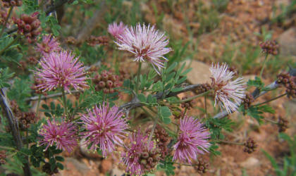 Catclaw Mimosa, Mimosa aculeaticarpa (10)