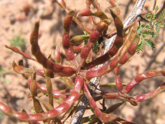 Catclaw Mimosa, Mimosa aculeaticarpa (19)