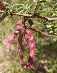 Catclaw Mimosa, Mimosa aculeaticarpa (5)