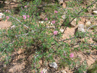 Catclaw Mimosa, Mimosa aculeaticarpa (9)