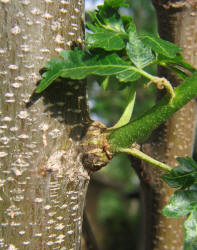 Chinaberry, Melia azedarach (7)