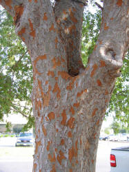 Chinese Elm, Ulmus parvifolia (1)