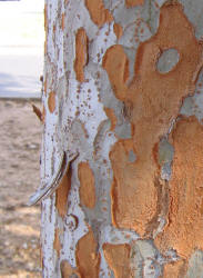 Chinese Elm, Ulmus parvifolia (2)