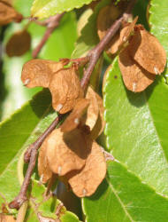 Chinese Elm, Ulmus parvifolia (6)