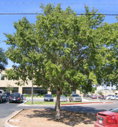 Chinese Elm, Ulmus parvifolia