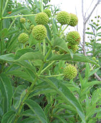 Common Button-bush, Cephalanthus occidentalis (1)