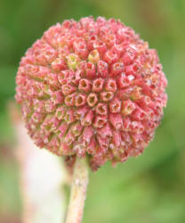 Common Button-bush, Cephalanthus occidentalis (4)