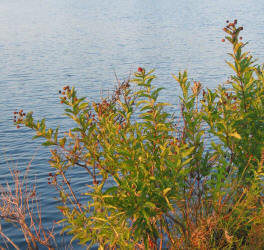 Common Button-bush, Cephalanthus occidentalis (5)