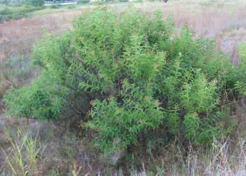 Common Button-bush, Cephalanthus occidentalis