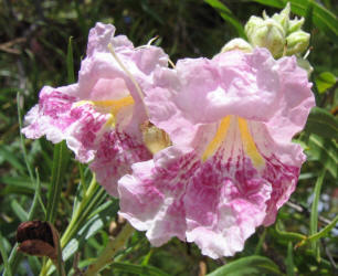 Desert Willow, Chilopsis linearis (3)