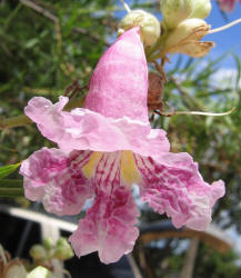 Desert Willow, Chilopsis linearis (4)