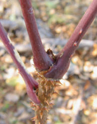 Devil's Walkingstick, Aralia spinosa, VZ (2)