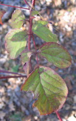 Devil's Walkingstick, Aralia spinosa, VZ (4)