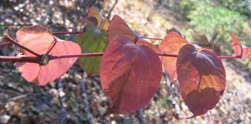 Devil's Walkingstick, Aralia spinosa, VZ (5)