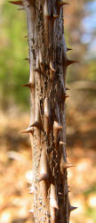 Devil's Walkingstick, Aralia spinosa, VZ