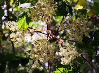 Devils Walkingstick, Aralia spinosa, Hill (1)