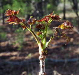 Devils Walkingstick, Aralia spinosa, Hill (2)