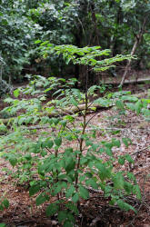 Devils Walkingstick, Aralia spinosa, Hill (3)