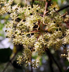 Devils Walkingstick, Aralia spinosa, Hill (4)