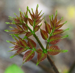 Devils Walkingstick, Aralia spinosa, Hill (5)