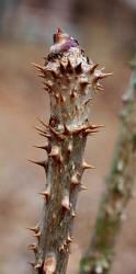 Devils Walkingstick, Aralia spinosa, Hill
