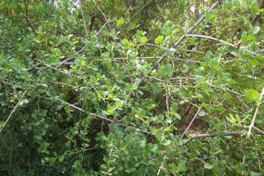 Elbow Bush, Forestiera pubescens (1)