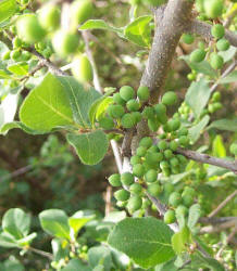 Elbow Bush, Forestiera pubescens