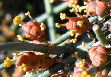 Erect Ephedra, Ephedra antisyphilitica (2)