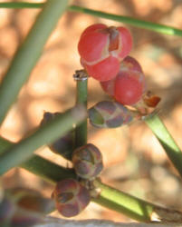 Erect Ephedra, Ephedra antisyphilitica (6)