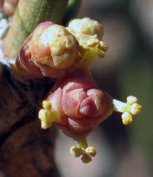 Erect Ephedra, Ephedra antisyphilitica (8)