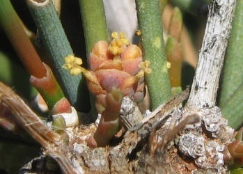 Erect Ephedra, Ephedra antisyphilitica (9)